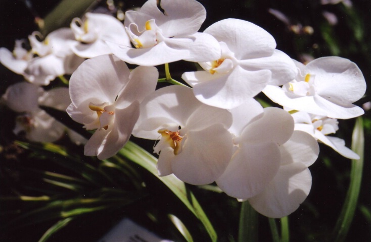 Shamrock Orchids