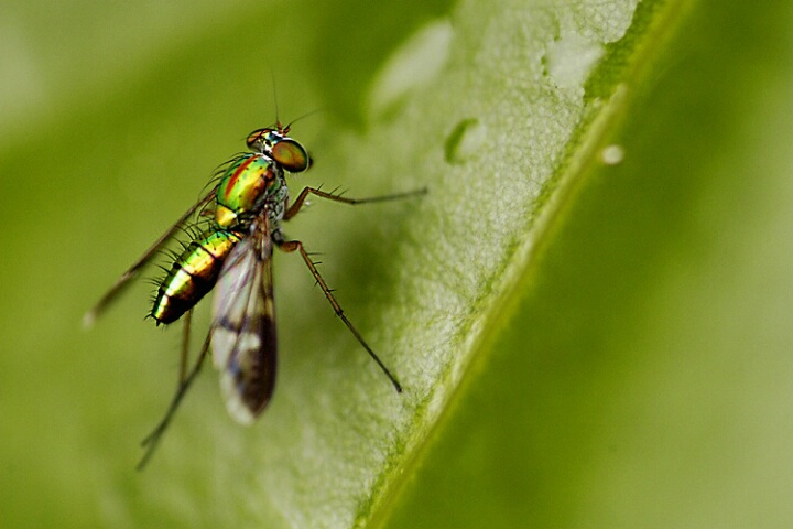 Little Green Fly