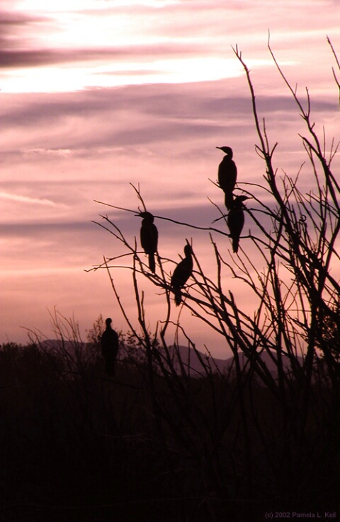 Nocturnal Roost