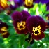 © Jacqueline Stoken PhotoID# 517358: Violets - Blurred & enhanced