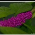 © Sara And Dick PhotoID# 517542: <br><b>by Dick Fortune</b>