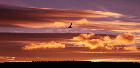 Sunrise Seagull