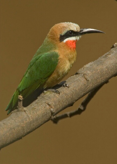 White Fronted Bee-eater - ID: 518366 © James E. Nelson