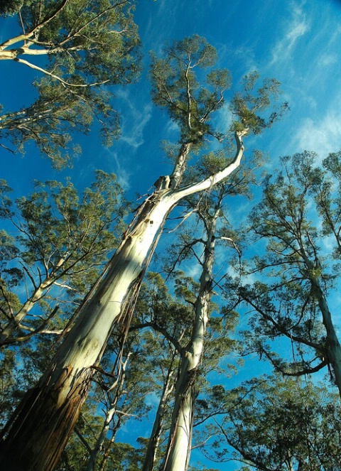 Giant EucalyptusTrees