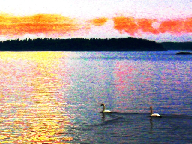Swans, In Color