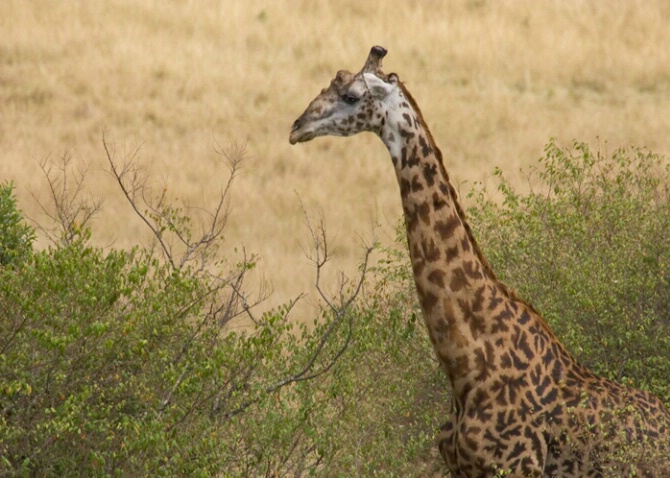 Maasai Giraffe 2 - ID: 519644 © James E. Nelson