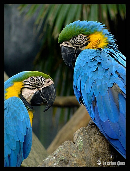 Pair of Blue Gold Macaw