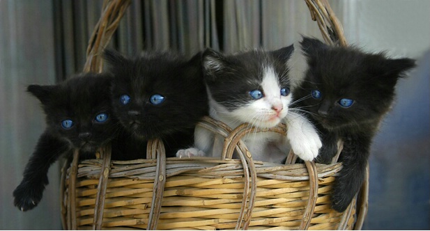 Four little Kittens