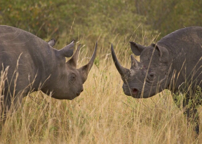 Black Rhinoceros - ID: 520804 © James E. Nelson