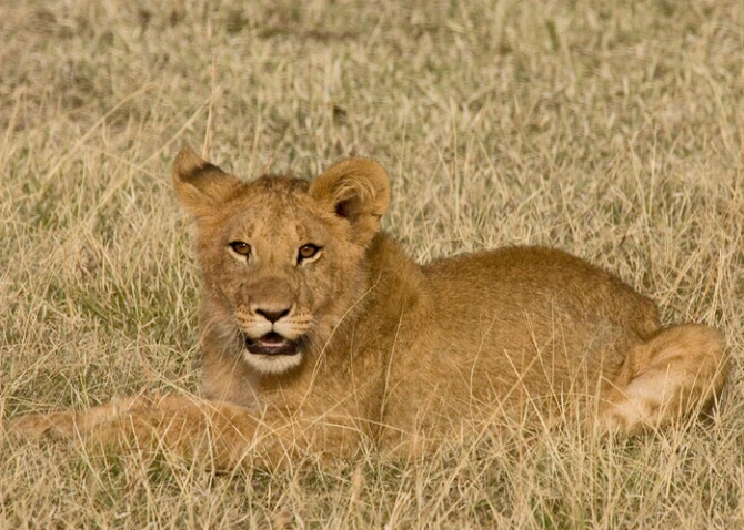African Lion Cub - ID: 521534 © James E. Nelson