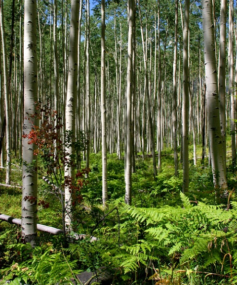 Aspen Forest