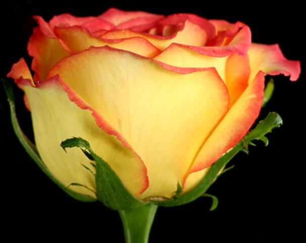 A  Beautiful Rose