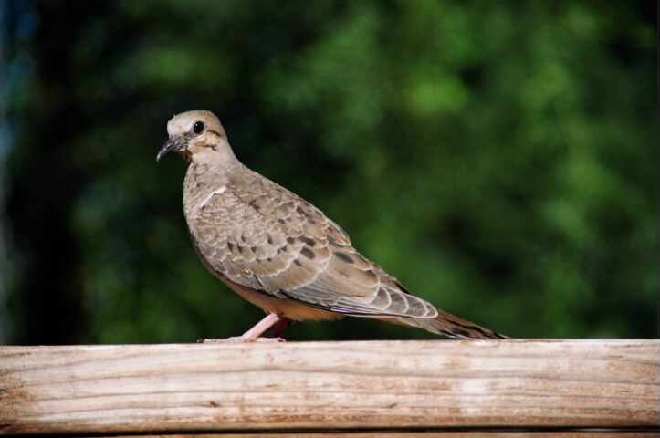 Young Dove