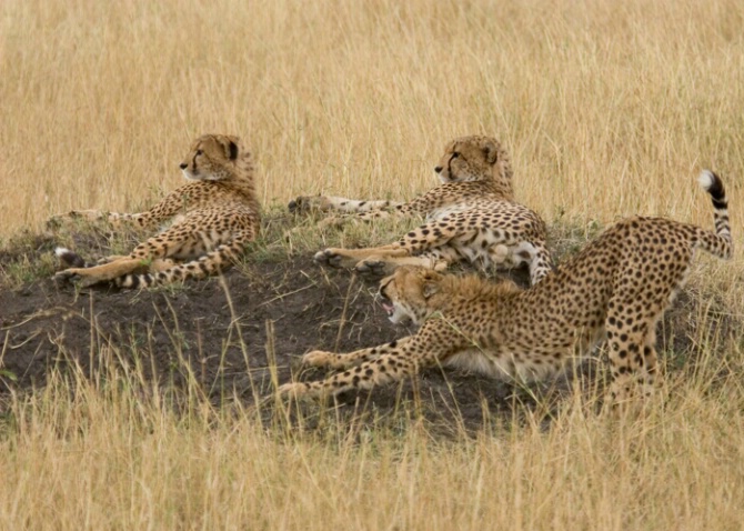 Cheetahs 1 - ID: 522723 © James E. Nelson