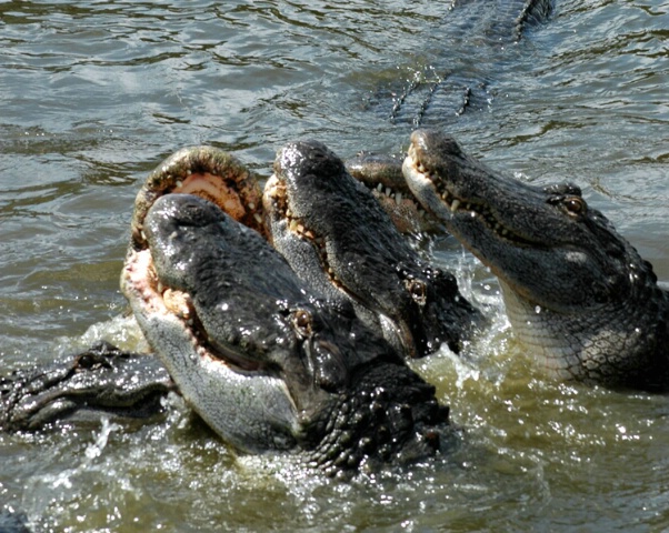 Alligator Agression