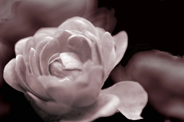 Old Fashioned Rose - ID: 523229 © Sandra Hardt