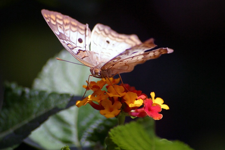 A Feeding Butterfly