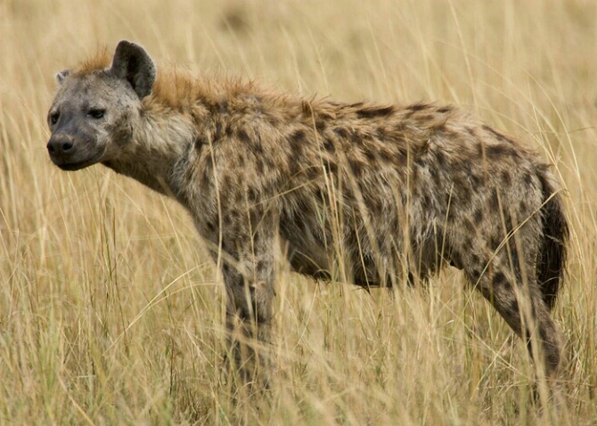 Spotted Hyena - ID: 523780 © James E. Nelson