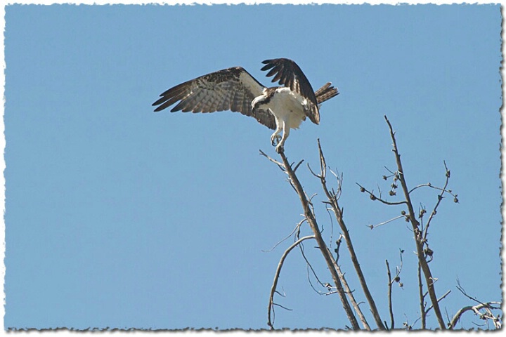 Hunting osprey