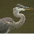 © Robert Hambley PhotoID # 524598: Great Blue Heron