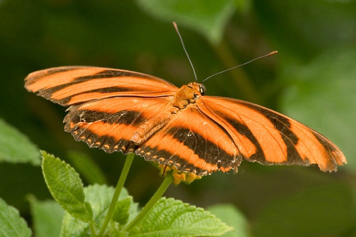 Butterfly - ID: 524599 © Robert Hambley