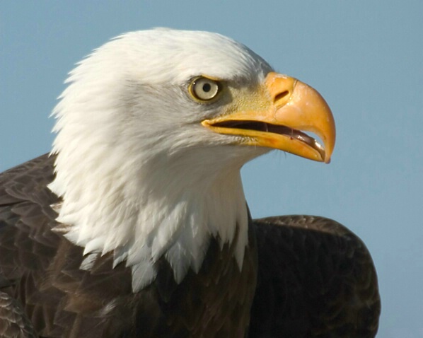 Bald Eagle - ID: 524600 © Robert Hambley