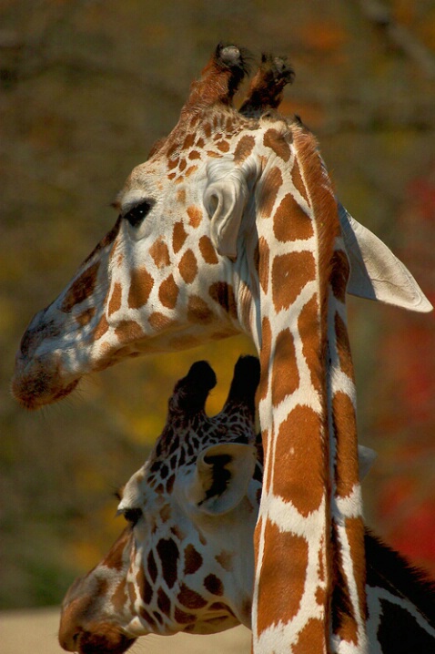 Two Giraffes - ID: 524901 © James E. Nelson