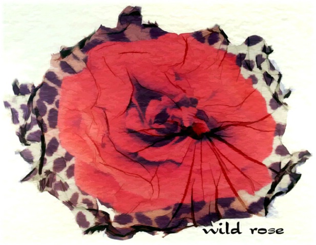 wild rose