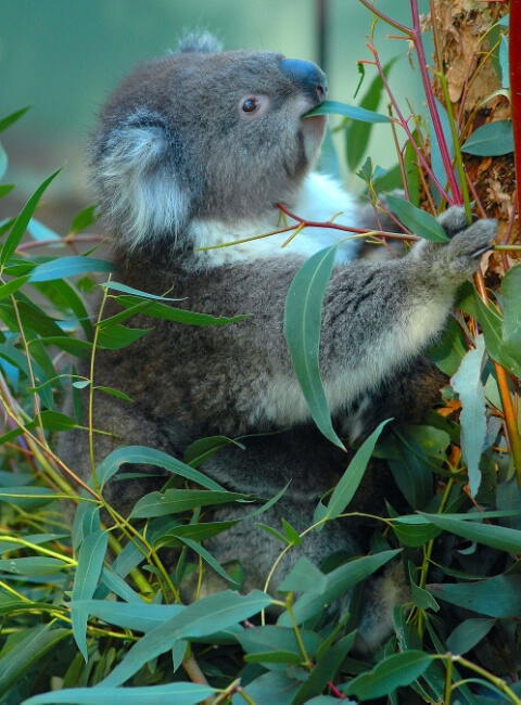 Koala at Healesville Sanctuary, Australia