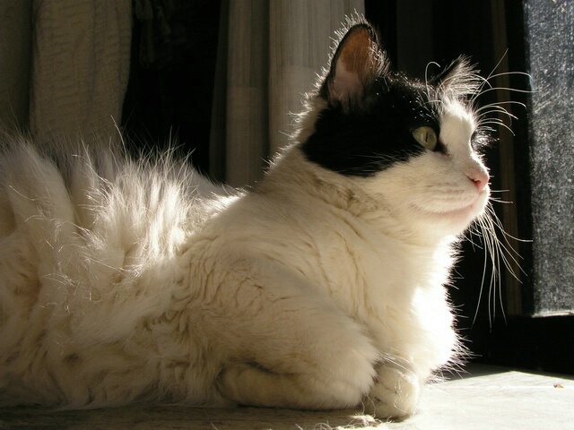 Posing