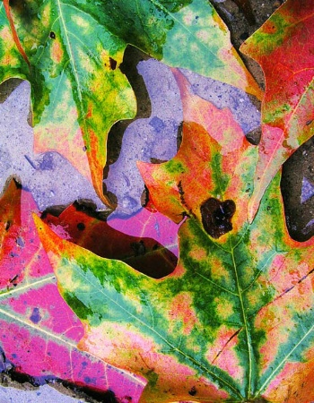 Harbinger of Autumn - Abstract