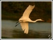 Golden Egret #2