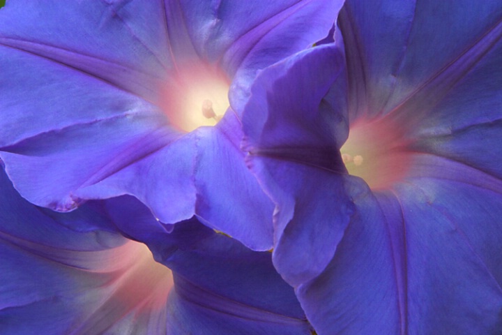 Morning Glories...or Morning's Glory