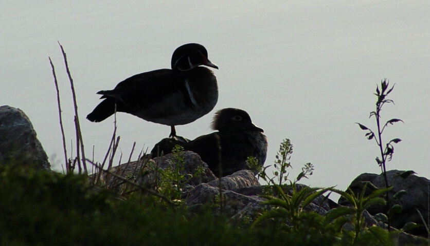 Wood Duck Pair