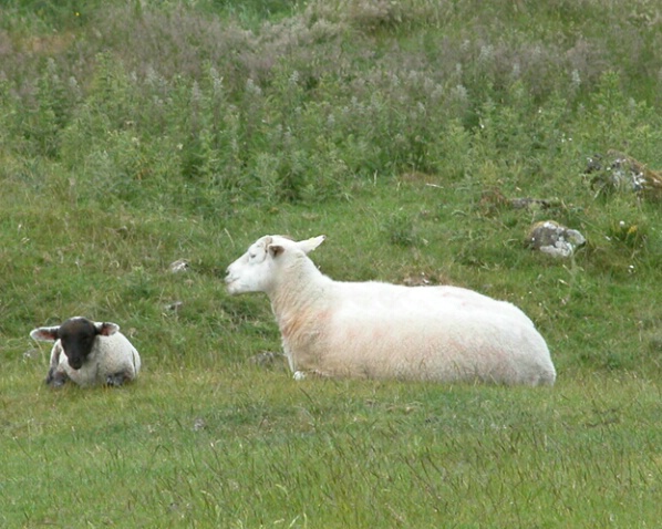 Lamb and Mom - ID: 527307 © Robert A. Eck