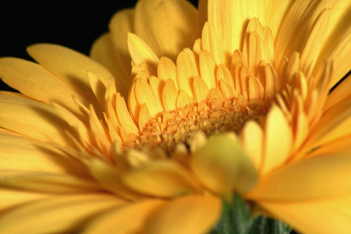 Beautiful Yellow Daisy
