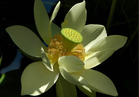 Sunlight American Lotus