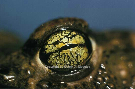 Frog's Eye - ID: 529208 © Cheryl  A. Moseley