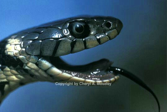 Snake head - ID: 529212 © Cheryl  A. Moseley