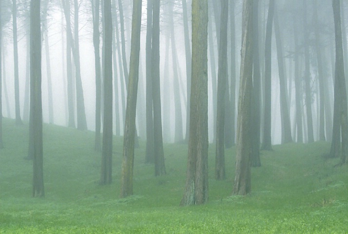 Presidio Forest, CA