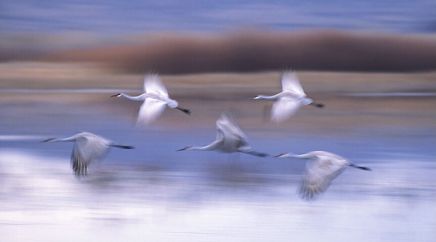 Sandhill Cranes in Flight, New Mexico