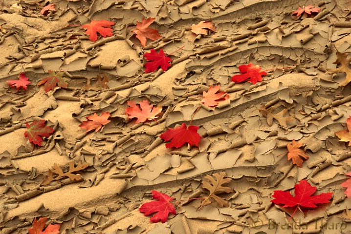 Autumn Leaves on Dried Stream bed, Utah