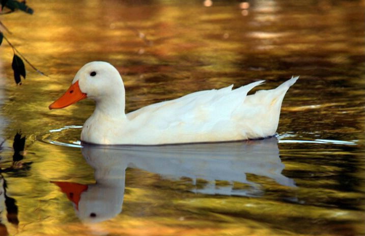 Golden Reflections