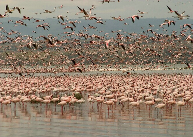 Lesser Flamingos 1 - ID: 529589 © James E. Nelson