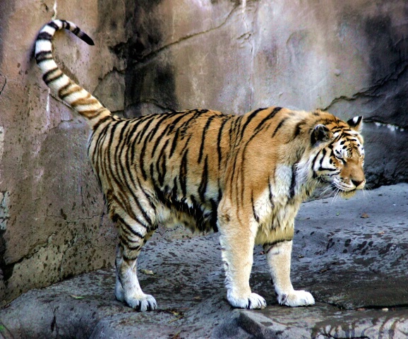 Tiger Prance