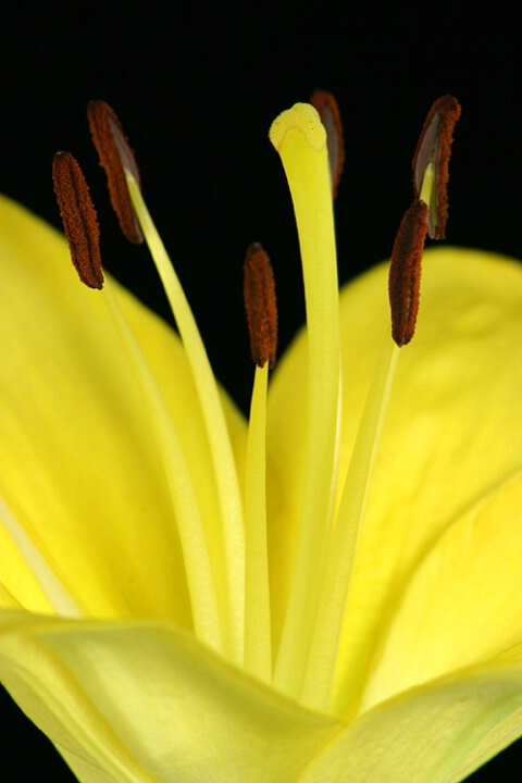 A Beautiful Yellow Lily