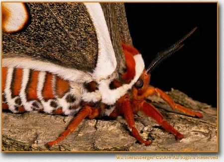Cecropia moth detail