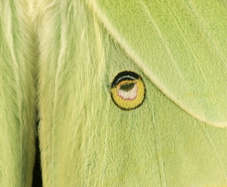 Luna moth wing detail.