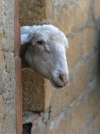 Peek-A-Boo Sheep