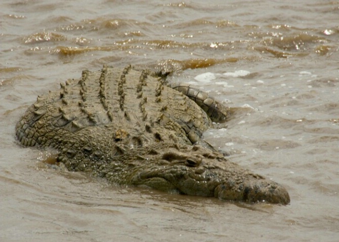 Nile Crocodile - ID: 530668 © James E. Nelson